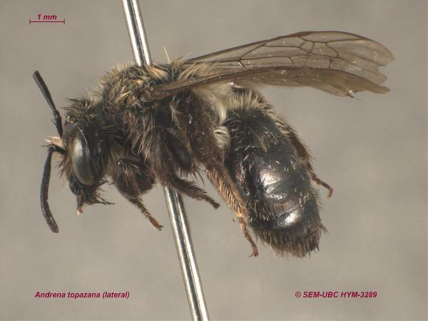 Photo of Andrena topazana by Spencer Entomological Museum